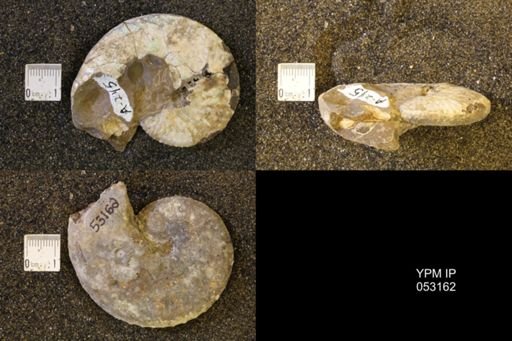 Discoscaphites conradi