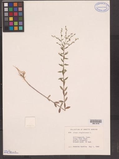 Linum virginianum