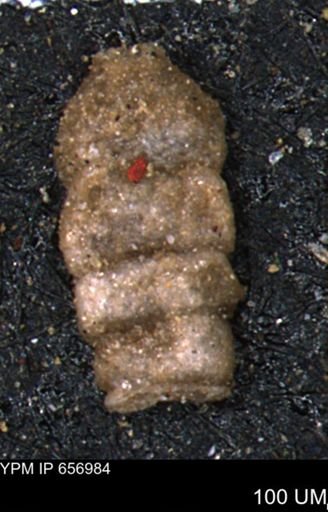 Ammobaculites euides