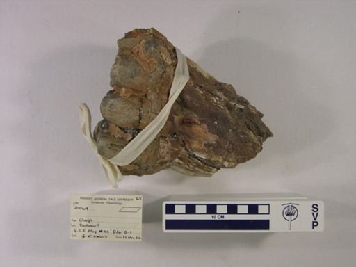 Protanancus chinjiensis