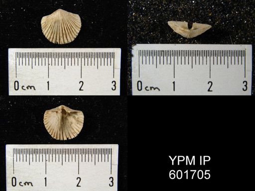 Hesperorthis sp.
