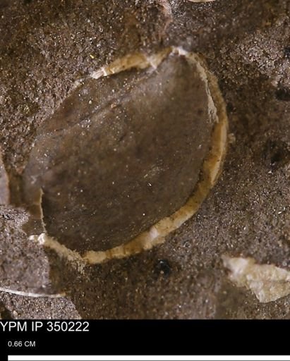 undet. Bivalvia