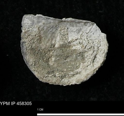Chonetes mucronatus