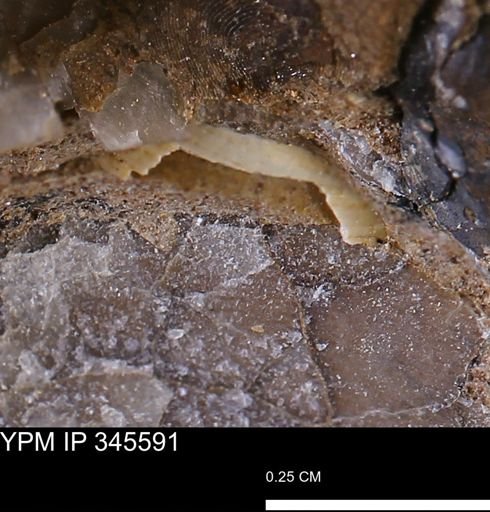undet. Bivalvia