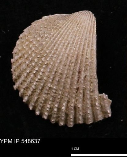 Trachycardium emmonsi
