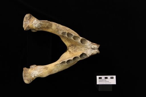 Odobenus rosmarus