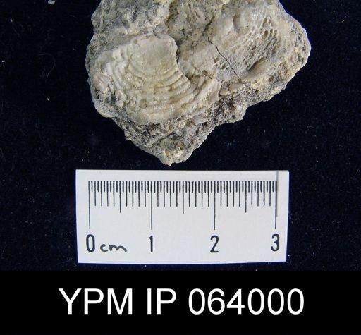 Leptaena tennesseensis