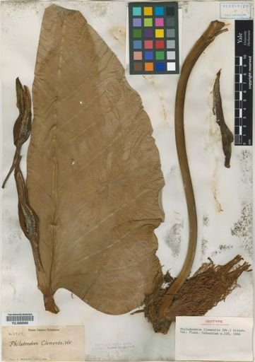Philodendron clementis