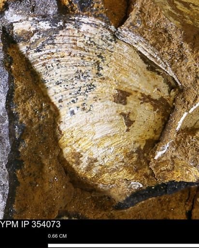 Limopsis striatopunctatus