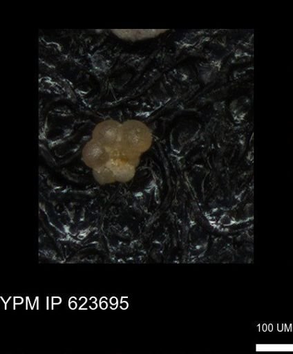 undet. Rugoglobigerinidae