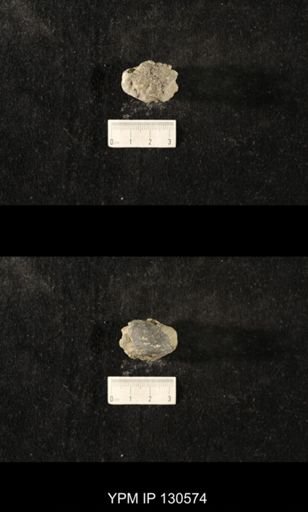 Bellerophon sp.