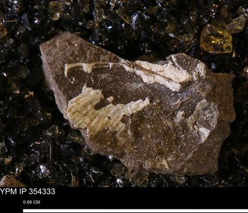 undet. Bivalvia
