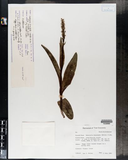 Habenaria