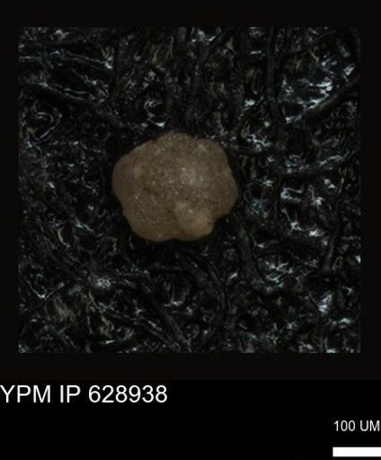 undet. Foraminiferida