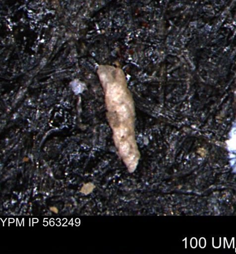 Verneuilinoides hectori