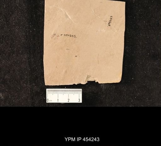 undet. Culicidae