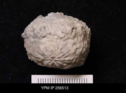 Dolatocrinus asterias