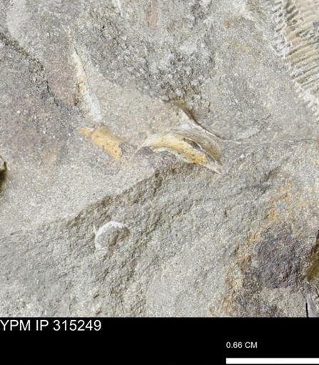 undet. Scaphitidae