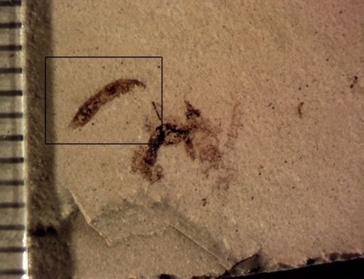 undet. Staphylinidae