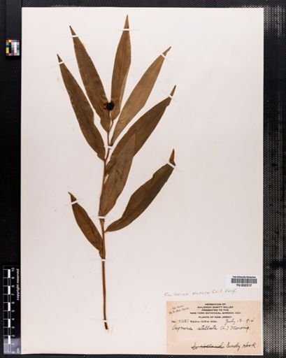 Maianthemum