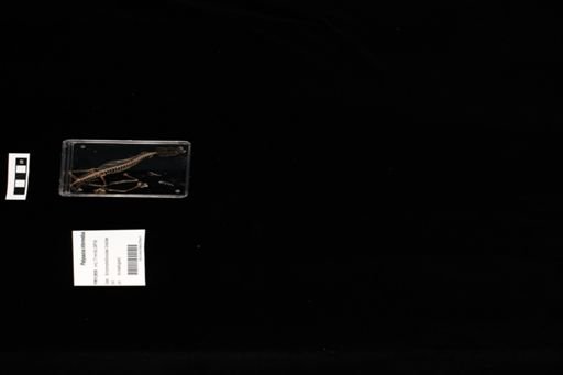 Platysaurus intermedius