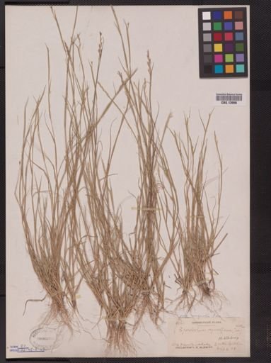 Sporobolus vaginiflorus