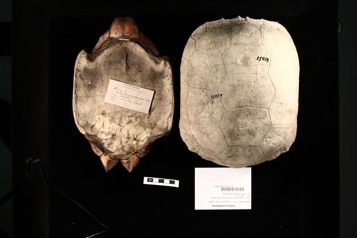 Gopherus polyphemus