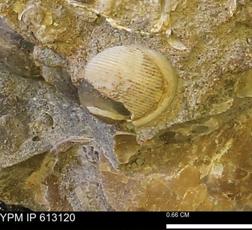 Oligoptycha concinna