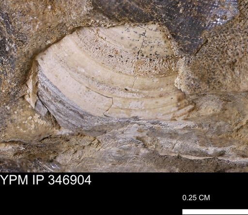 undet. Bivalvia
