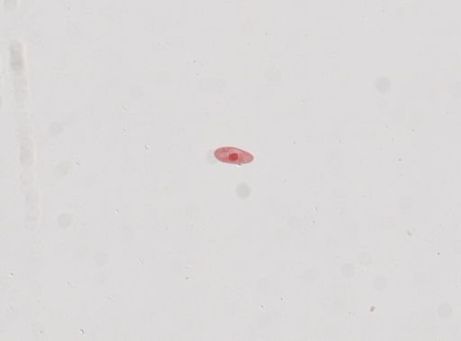Paramecium woodruffi
