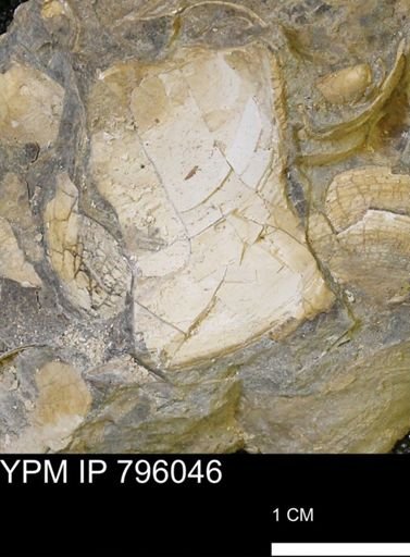 Spisula elliptica