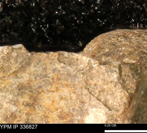 undet. Mollusca