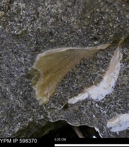 undet. Mollusca