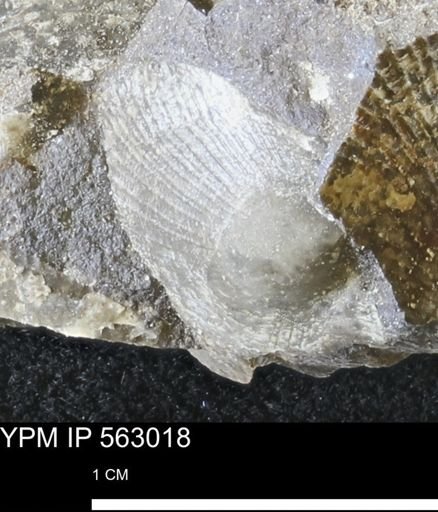 Oxytoma (Hypoxytoma) sp.