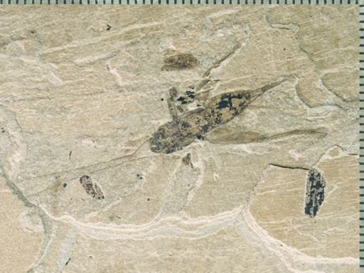 undet. Gryllidae
