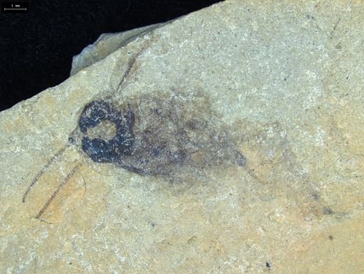 undet. Blattodea