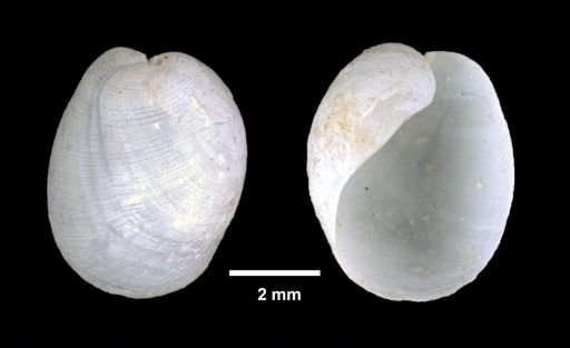 Philine quadrata