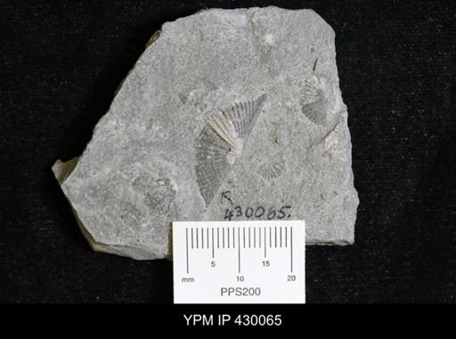 Mucrospirifer mucronatus