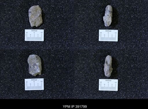 Scaphites whitfieldi