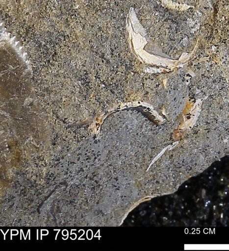 undet. Bivalvia