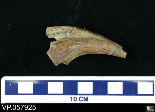 Theropoda