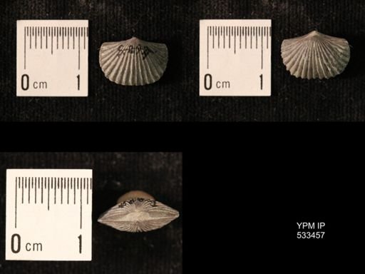 Plectorthis plicatella