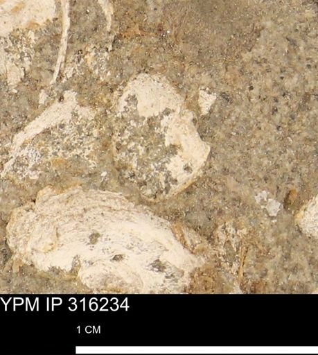 undet. Mollusca