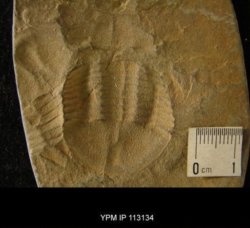 Asaphus homfrayi