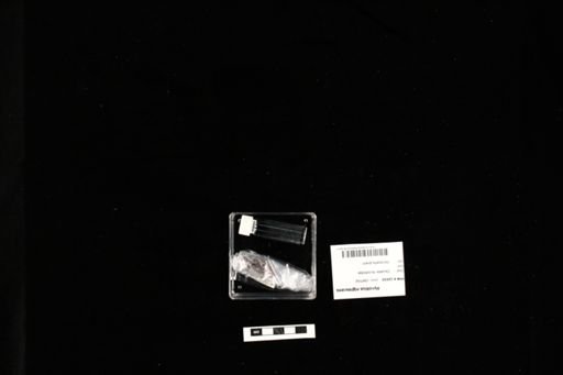 Hynobius nigrescens