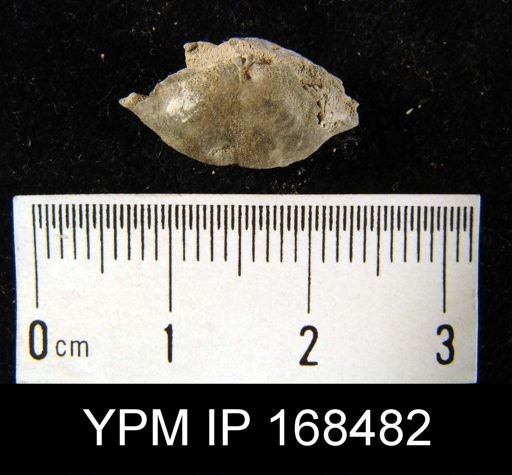 Leptaenisca concava