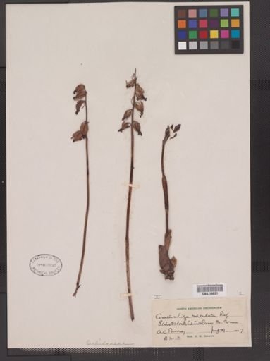 Corallorhiza maculata