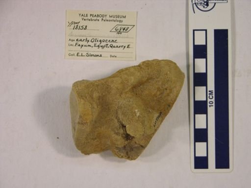 Arsinoitherium sp.