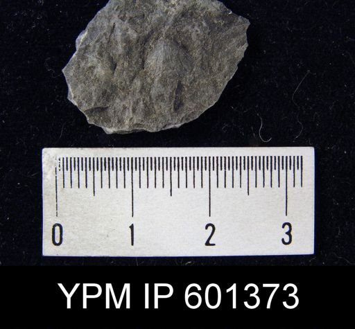 undet. Dalmanelloidea