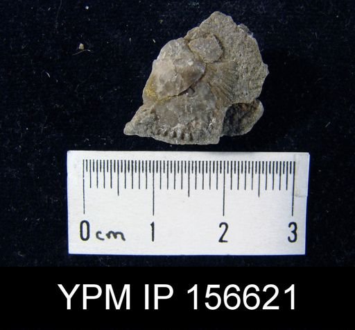Clitambonites diversus